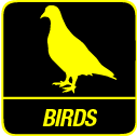 Bird Control Sydney NSW