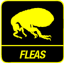 Flea Control Sydney