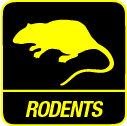 Rodent control NSW