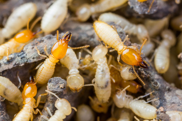 Sydney Termite Treatment Specialists