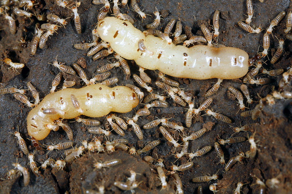 Termites-Sydney