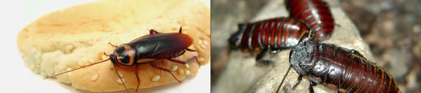 Cockroach Control Sydney
