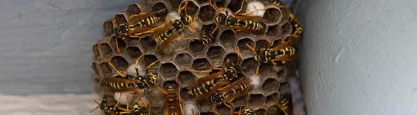 Wasp Control Sydney
