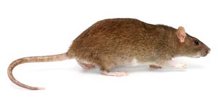 Rodent Rat and Mice Control Sydney