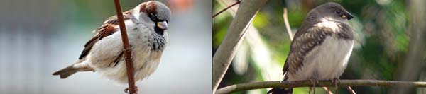 Bird Control Sydney