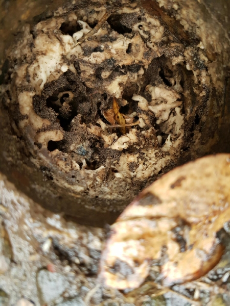 Termite Bait Station